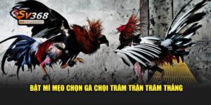 Mẹo Chọn Gà Chọi Chiến Thắng Lớn Dành Cho Hội Viên Tại SV368 64 Bật mí mẹo chọn gà chọi trăm trận trăm thắng