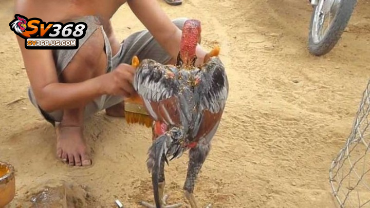 Vào nghệ cho gà đòn – Hướng dẫn quy trình đơn giản nhất 4 Vào nghệ với tần suất phù hợp để mang lại hiệu quả cao